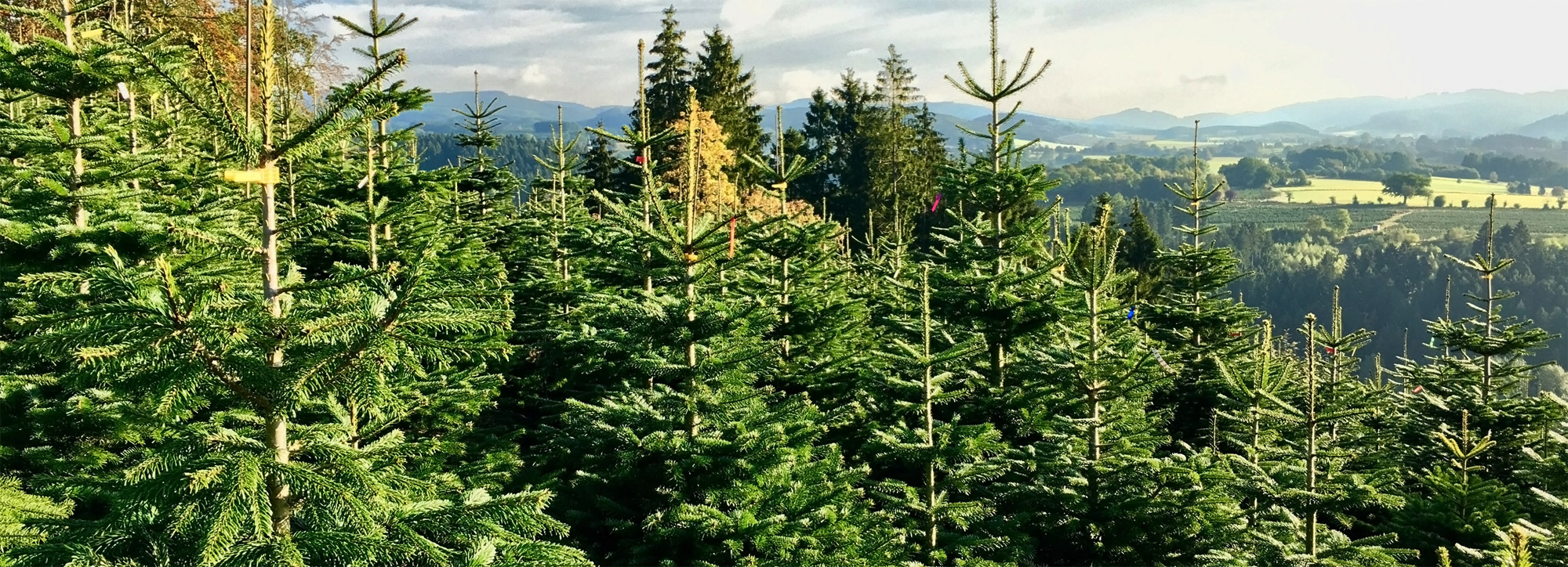 Tannenbäume aus dem Sauerland